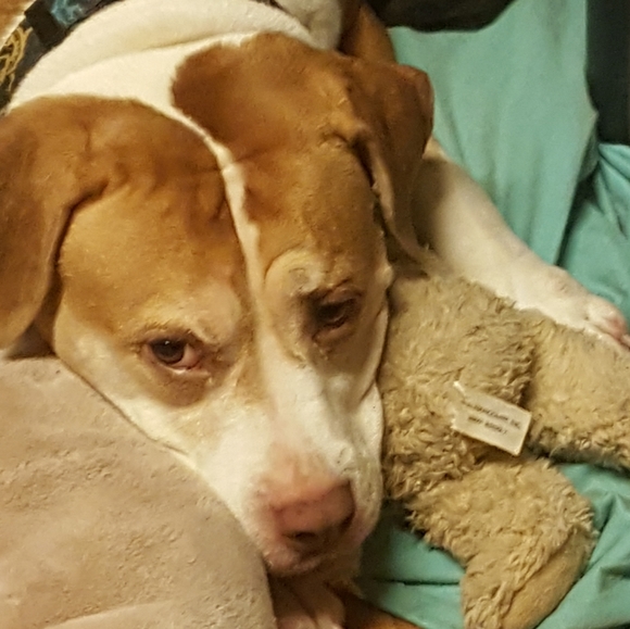 🙏🏻 !PLEASE SHARE🙏🏻 Poshing For Rescue Dogs 🐕 - Picture 10 of 11